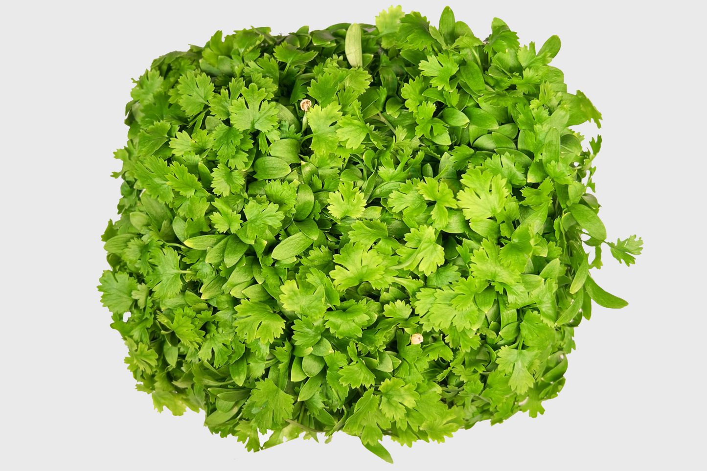 Cilantro
