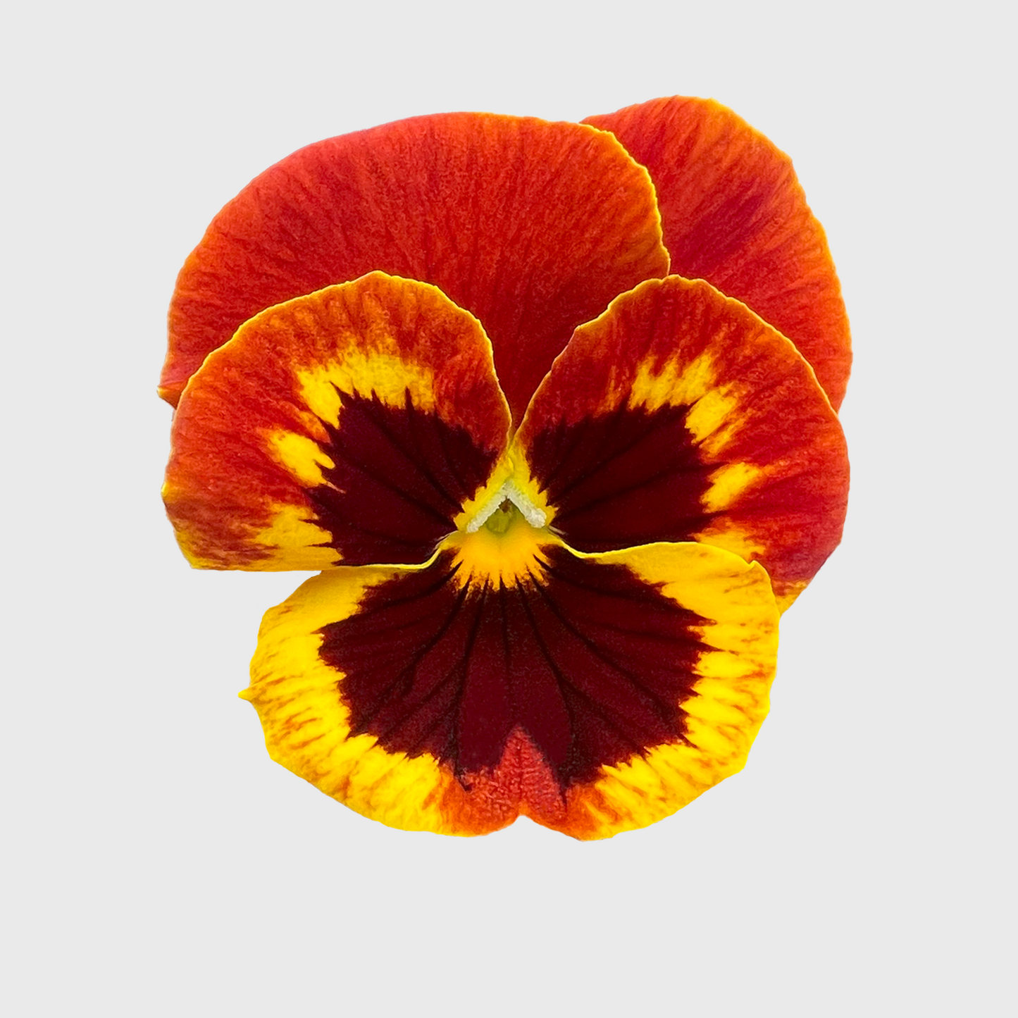 Edible Flowers