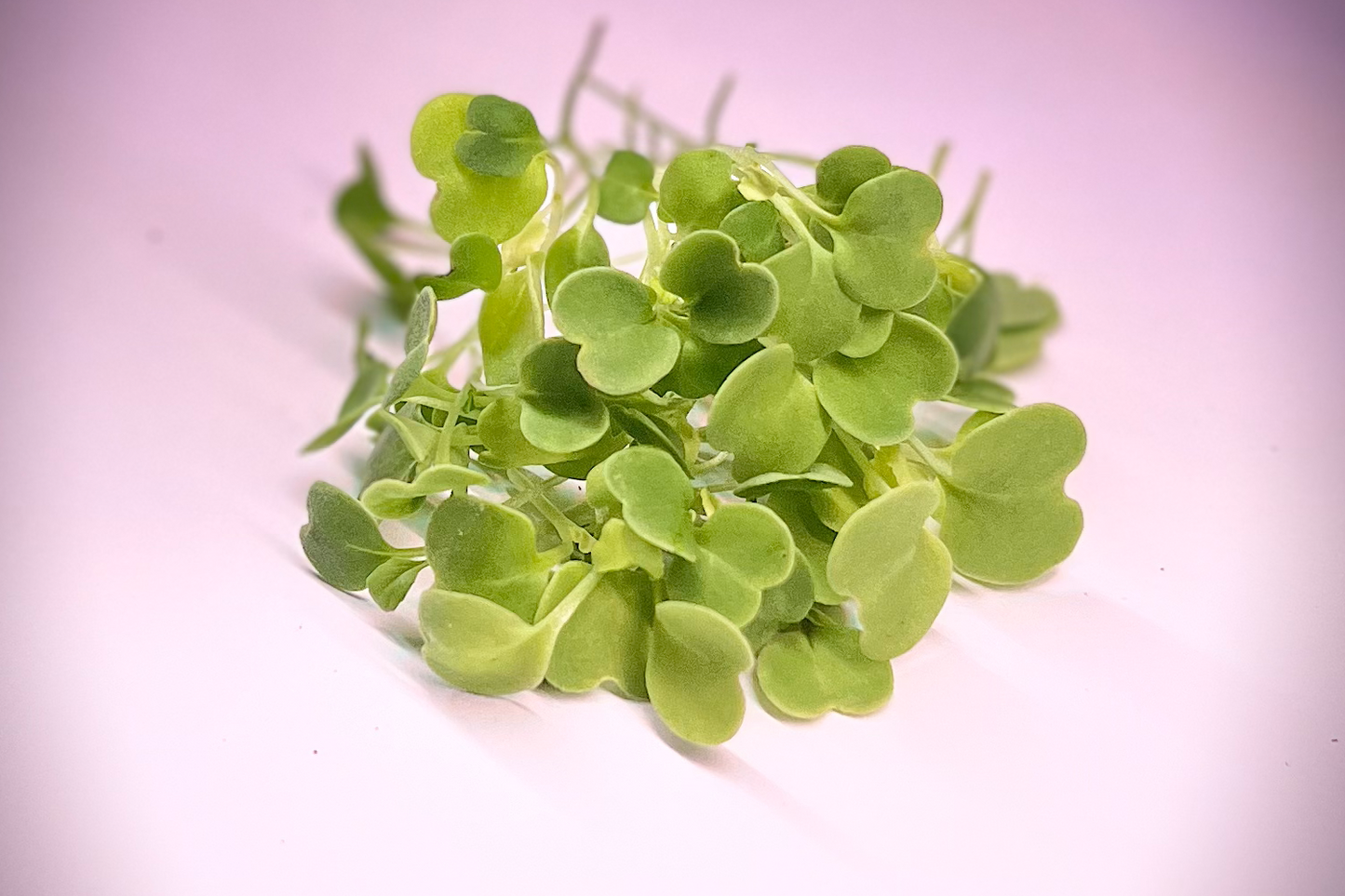 Arugula