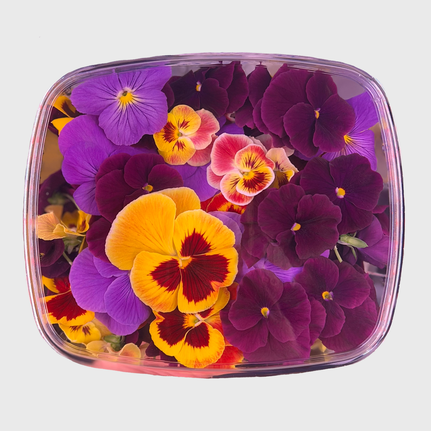 Edible Flowers