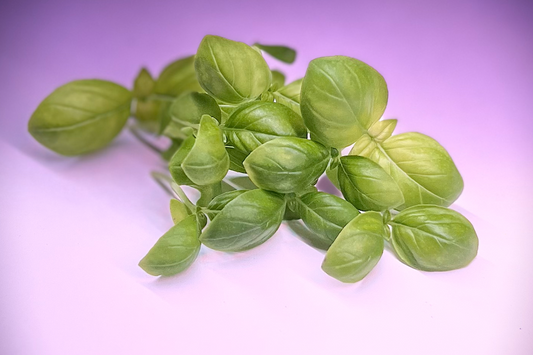 Genovese Basil