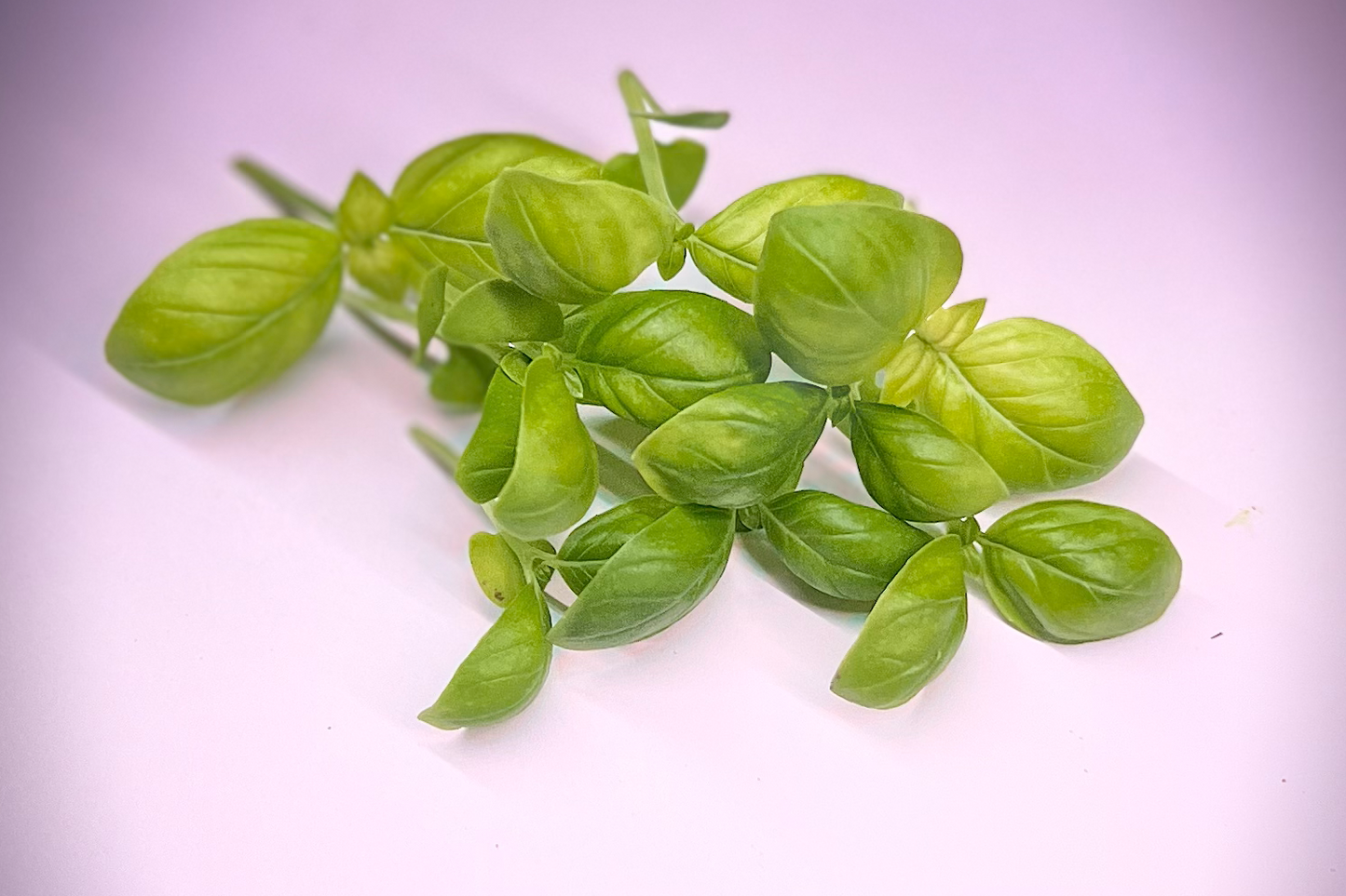 Genovese Basil