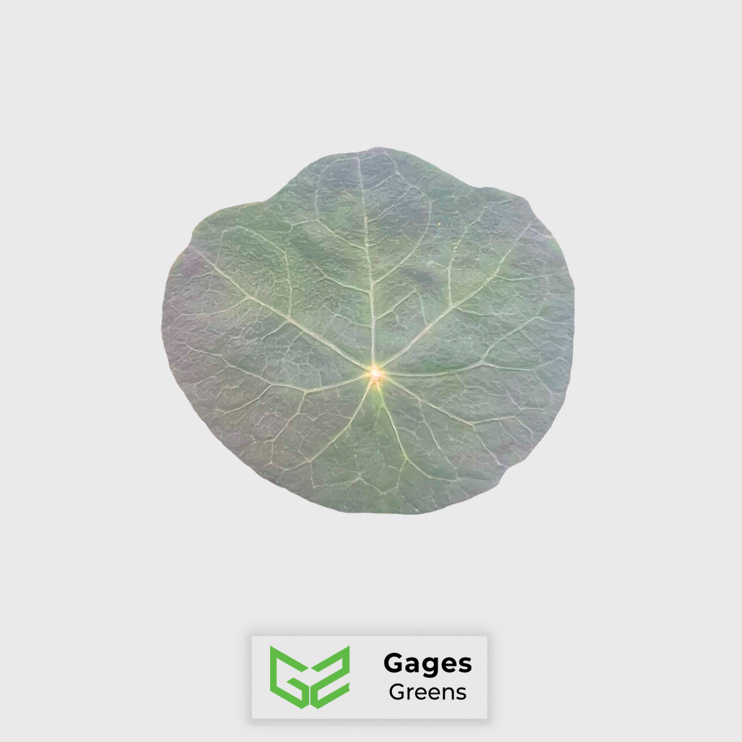 Nasturtium Leaves