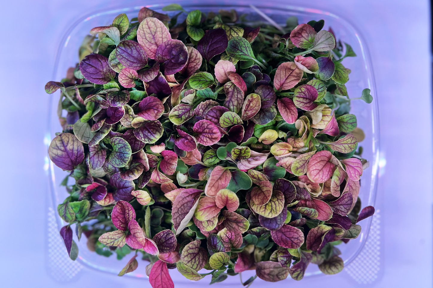 Red Tatsoi Mustard